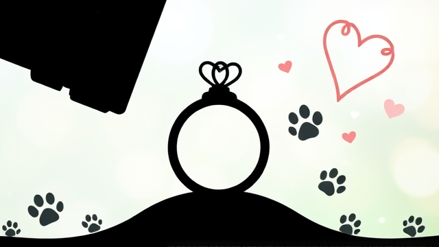 摄影师陈伟民：从婚礼到宠物摄影的转型之路